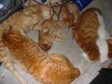 睡眠猫６匹