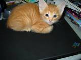 ノートPCの上に猫